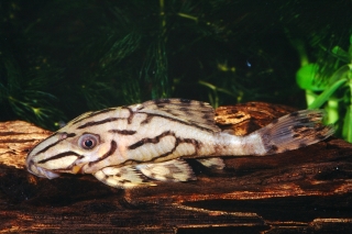 Panaque cf. armbrusteri`tocantins` Panaque cf. armbrusteri`tocantins`